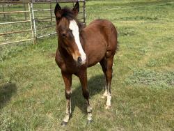 Blue Roses AQHA  Pending