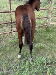 Blue Roses AQHA  Pending