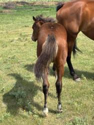 Blue Roses AQHA  Pending