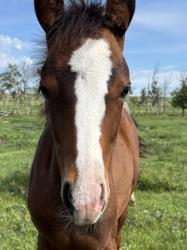 Blue Roses AQHA  Pending