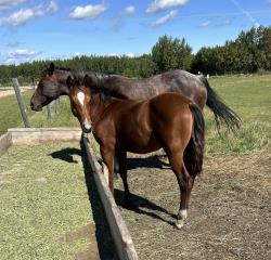 AQHA PENDING