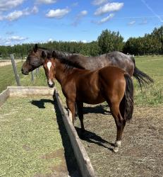 AQHA PENDING