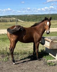 AQHA PENDING
