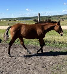AQHA PENDING
