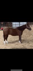 AQHA PENDING
