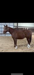 AQHA PENDING