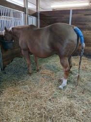 Yellas Fancy Maiden