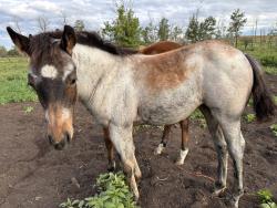AQHA Pending