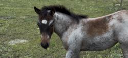 AQHA Pending