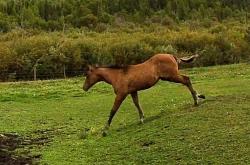 Loki (  aqha tbd DR Dun-I with Clas