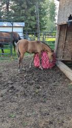Loki (  aqha tbd DR Dun-I with Clas
