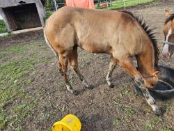Loki (  aqha tbd DR Dun-I with Clas