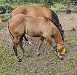 Loki (  aqha tbd DR Dun-I with Clas
