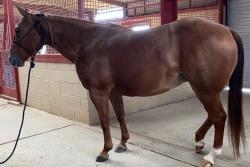 2026 Foal In Utero