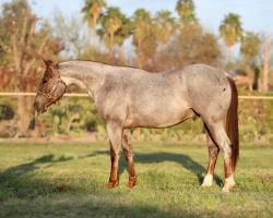 2026 Foal In Utero