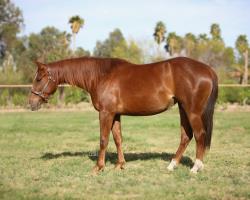 2026 Foal In Utero