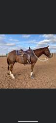 2026 Foal In Utero