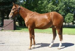 2026 Foal In Utero