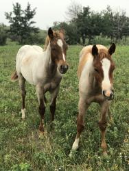2026 Foal In Utero