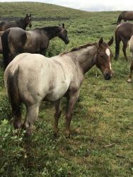 2026 Foal In Utero