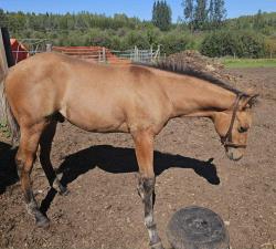 Loki (  aqha tbd DR Dun-I with Clas