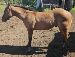 Loki (  aqha tbd DR Dun-I with Clas