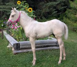 Lily Lavender