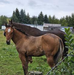 Loki (  aqha tbd DR Dun-I with Clas