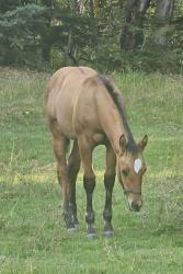 Loki (  aqha tbd DR Dun-I with Clas