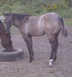 hollies filly