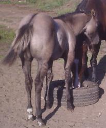 hollies filly