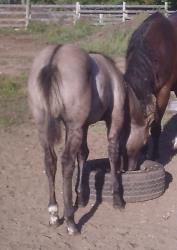 hollies filly