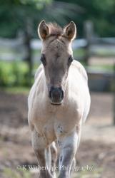 hollies filly