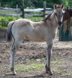 hollies filly