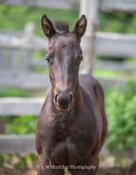Demies Last filly