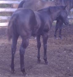 Demies Last filly