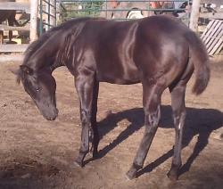 Demies Last filly