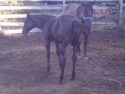 Demies Last filly