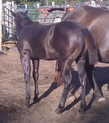 Demies Last filly