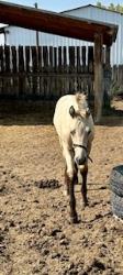 GNR LIL SILVERDOLLAR