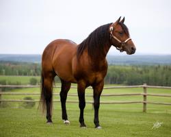 HY STEP N CHEX