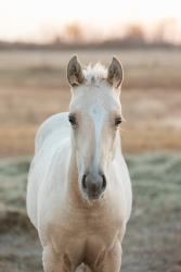 Shiners Q Chex Colt