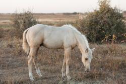 Shiners Q Chex Colt