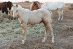 Shiners Q Chex Colt