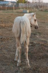 Shiners Q Chex Colt