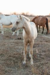 Shiners Q Chex Colt