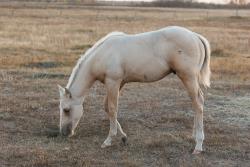 Shiners Q Chex Colt
