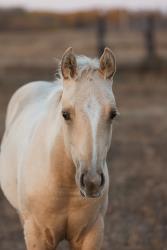 Shiners Q Chex Colt