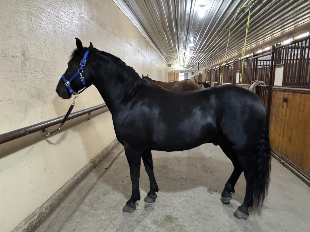 Blain Revelstoke Gunner