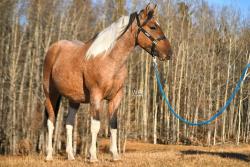 WAR A Touch Of Pepto